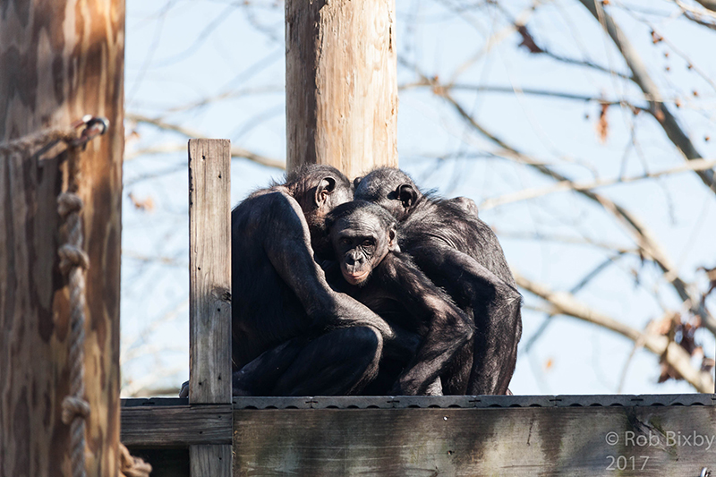 ثلاثة شمبانزي من البونوبو يعانقون بعضهم البعض.