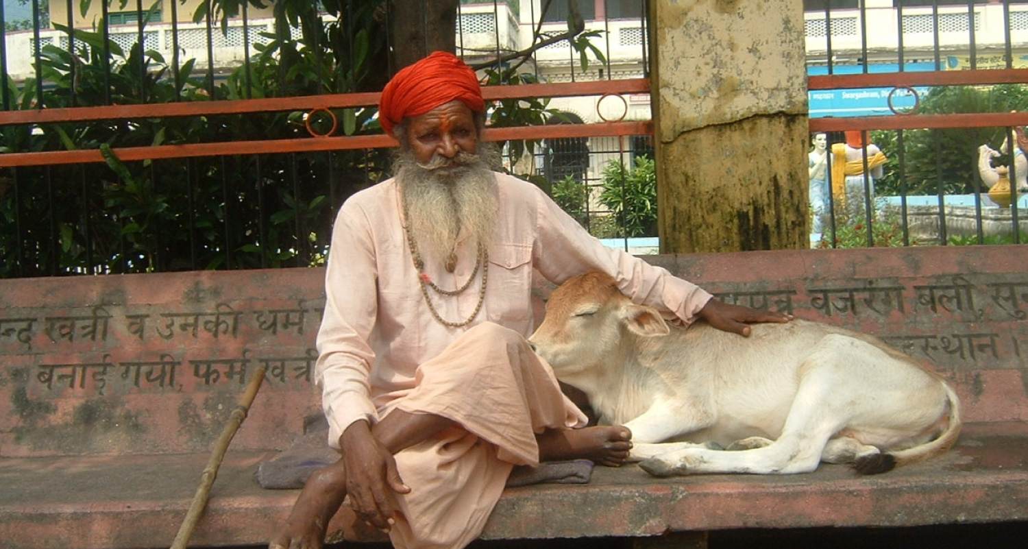 Um homem com trajes tradicionais hindus e um bezerro sentam-se lado a lado. O nariz do bezerro está aninhado no colo do homem e a mão do homem repousa nas costas do bezerro.