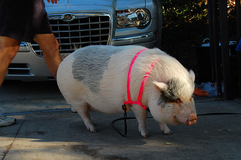 Un cochon se tient debout sur le trottoir, vêtu d'un harnais aux couleurs vives.