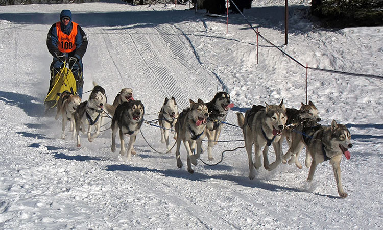 يقوم أحد عشر كلبًا من كلاب الهاسكي السيبيرية بسحب رجل يركب على زلاجة صغيرة عبر منظر طبيعي مغطى بالثلوج.