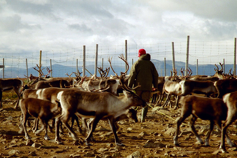Mtu anasimama katikati ya kundi kubwa la reindeer.