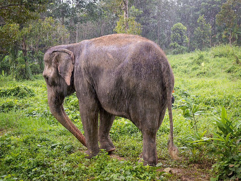 一头大象站在雨中，在一个植被丰富的地区。