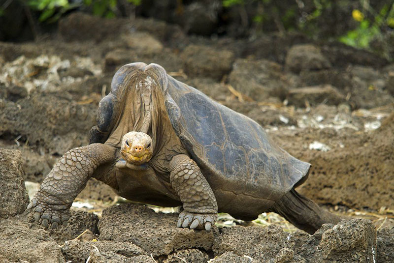 Uma tartaruga muito grande atravessa uma paisagem rochosa.