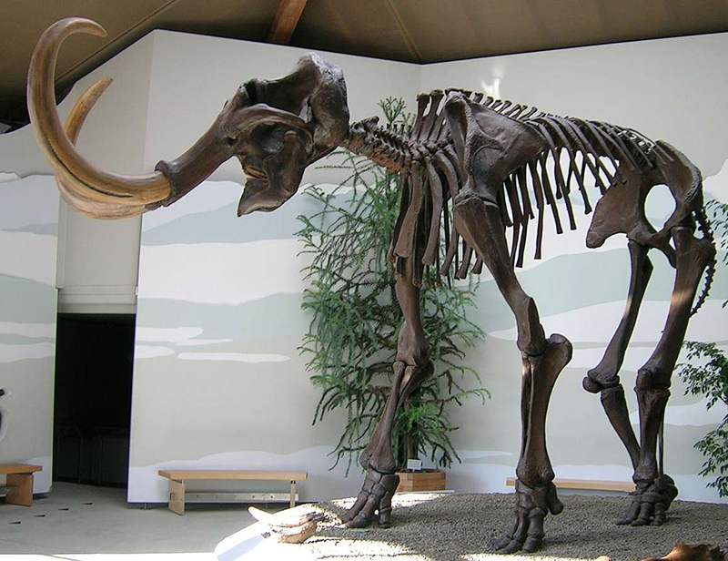Exposition au musée d'un très gros squelette. La forme générale est similaire à celle d'un éléphant, mais beaucoup plus grande. D'énormes défenses se courbent vers le haut et s'éloignent du crâne.