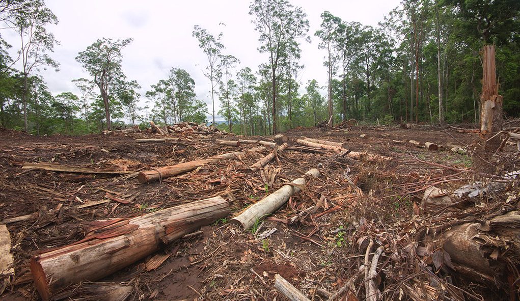 area of deforestation