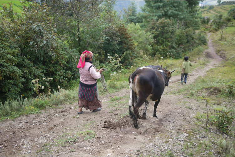 Figura 6.3. Mujer y niña sherpa llevando una vaca a los campos en Gaun. Es una de las tareas diarias que suelen realizar las mujeres o las niñas. Alba Castellsagué.