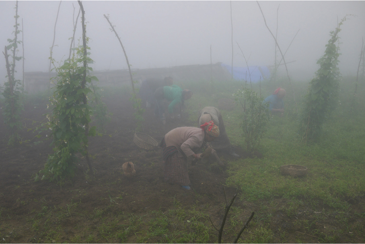 Figura 6.4. Mujeres sherpa que trabajan cooperativamente para cosechar cultivos de papa en Gaun. Foto de Alba Castellsagué.