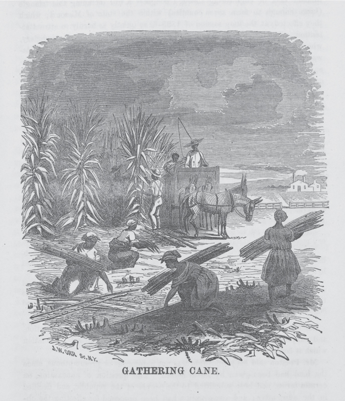 Figure 12.1. Gathering sugarcane. NYPL Digital Collections.