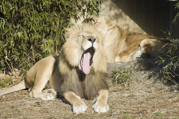 Male lion yawning.