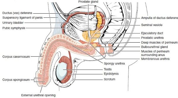 Vista de sección media que muestra el sistema reproductivo masculino con vista de la próstata que rodea la uretra.