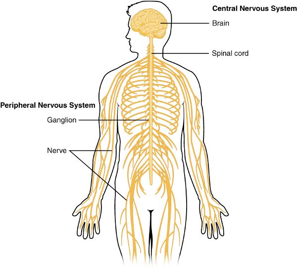 Un dibujo del cerebro y la médula espinal y nervios que se ramifican desde la médula espinal, todos superpuestos sobre una imagen bidimensional del cuerpo humano.