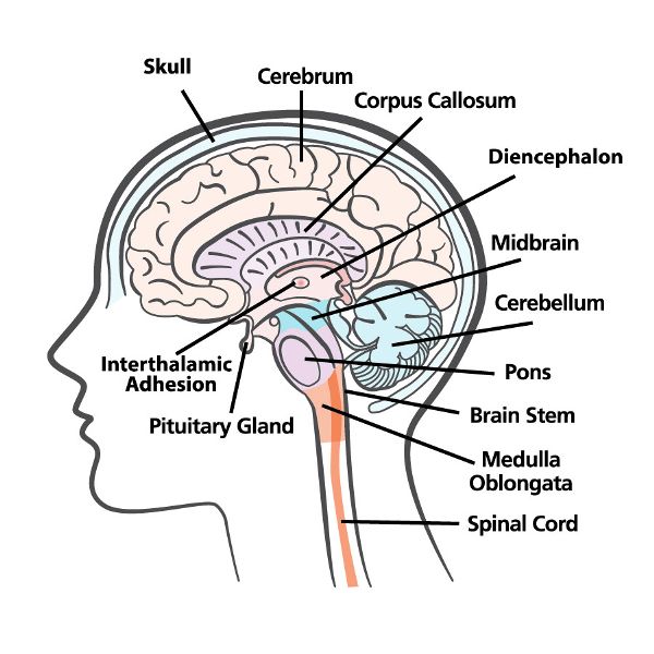Drawing of a mid-section of the brain. Different regions are in different colors. Major brain structures are labeled.