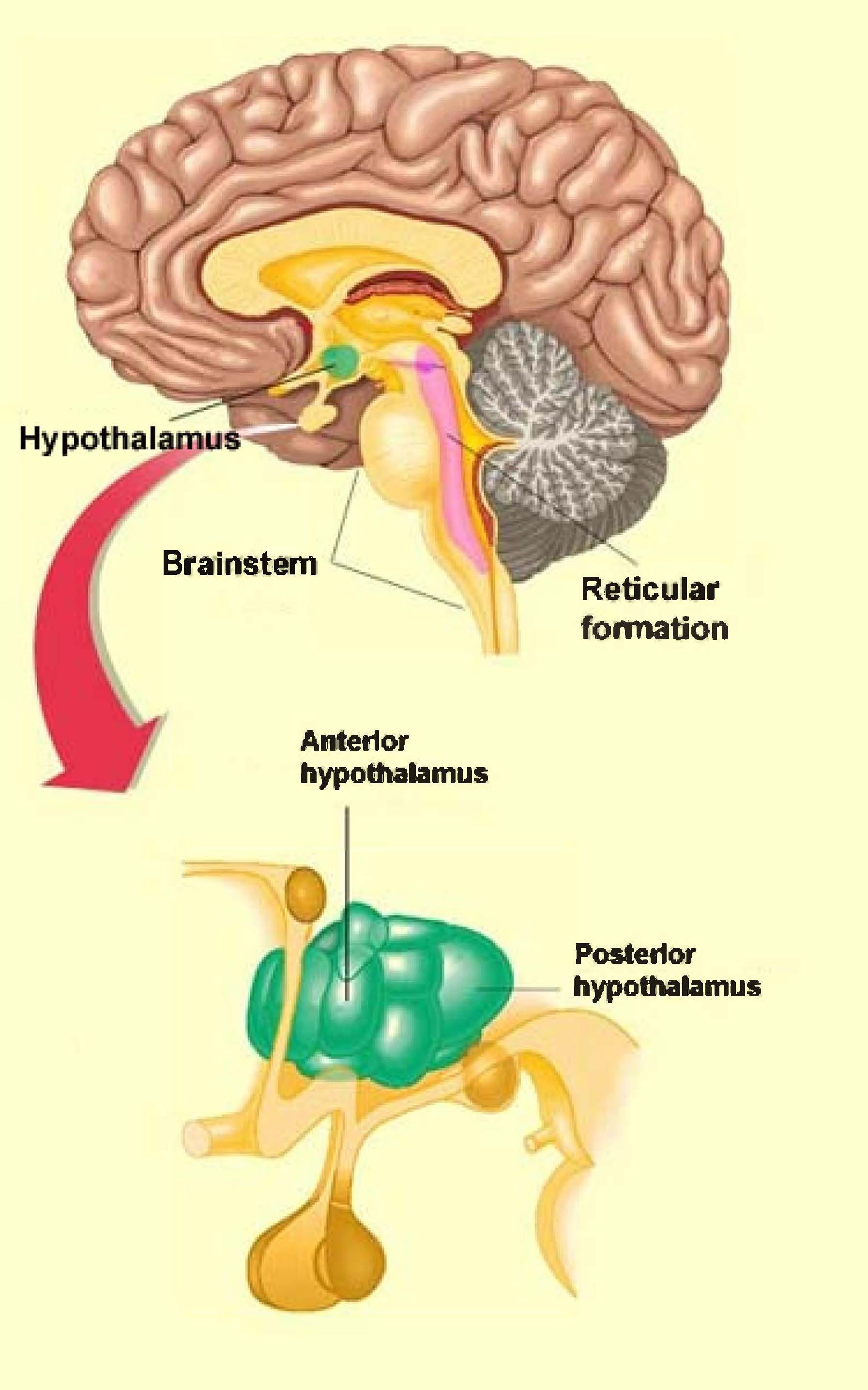 Drawing of a mid-section of the brain and hypothalamic nuclei.