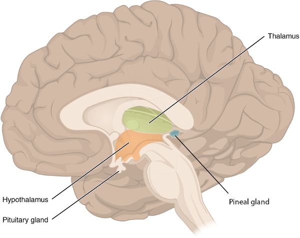 A drawing of the brain that shows the thalamus, the hypothalamus and the pituitary gland. 