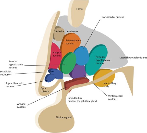 A drawing of the hypothalamus showing each nucleus in a different color.