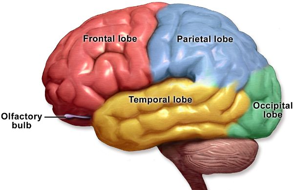 Side view of human brain with lobes identified.