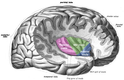 Vista lateral del cerebro humano con lóbulo temporal tirado hacia atrás para una vista de la insula.