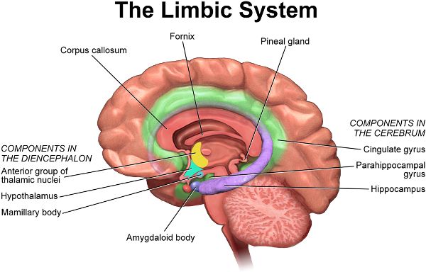 Sketch of a view inside the human brain for a view of the structures of the limbic system.