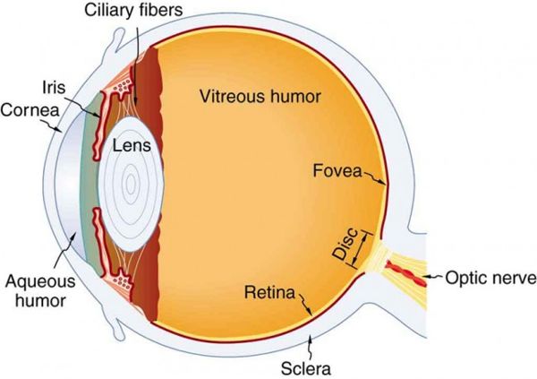 Drawing of a section of a human eyeball showing major structures.