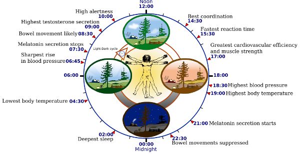 A human in the center with several items around a circle such as blood pressure, bowel movements, body temperature. The circle has the 24 hours of a day. The image shows the times most of these things are likely.