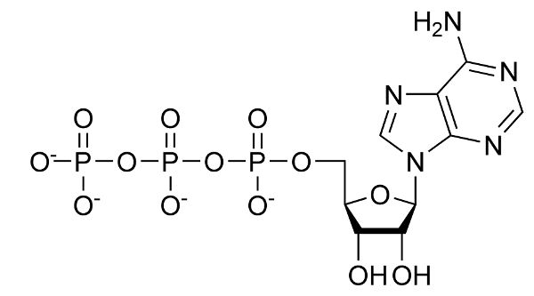 La molécula de ATP.