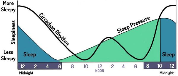 Una gráfica que muestra dos líneas curvas que van de izquierda a derecha. Una línea es para el ritmo circadiano y la otra para la presión del sueño. El eje y muestra somnolencia y el eje x muestra el tiempo.