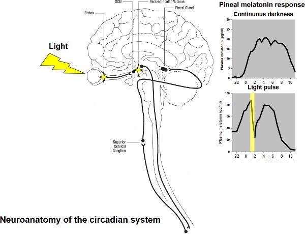 Mid-section view of brain and spinal cord. Yellow lightning representing light going toward the eye. Black line representing the pathway for disruption of melatonin release. Two gray squares showing melatonin release, one square shows disruption of melatonin release with a pulse of light, represented by a vertical yellow line.