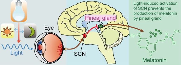 Línea azul ondulada que representa la luz que se mueve hacia el ojo. Sección media del cerebro que muestra el SCN y la glándula pineal. Caja verde con molécula de melatonina representada.
