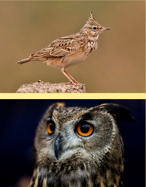 A crested lark and an owl.