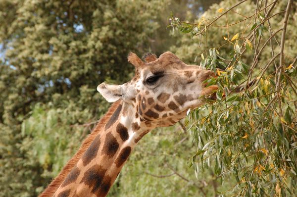 A giraffe is eating leaves from a tree.