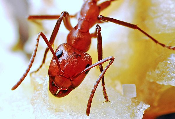 A red ant.