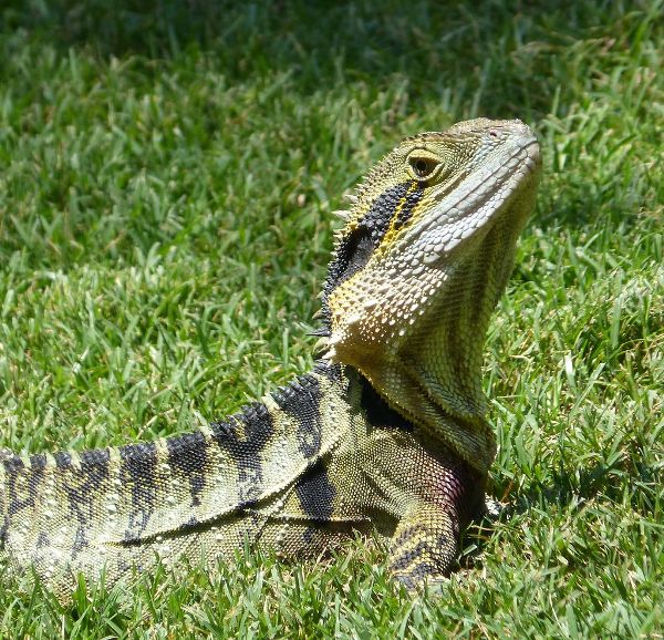 A mature eastern water dragon. 
