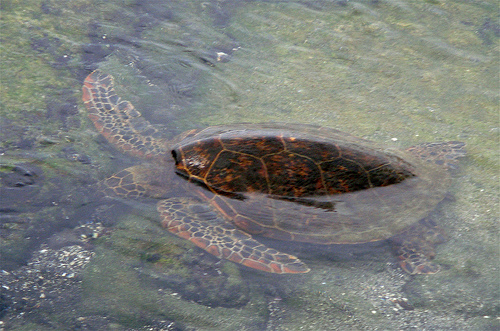 Una tortuga marina nadando en el océano.