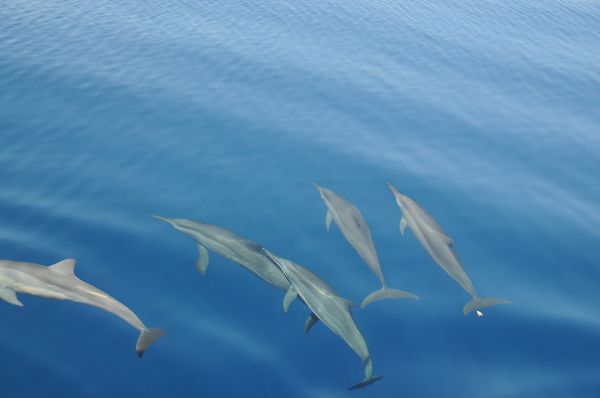 A pod of dolphins in the ocean.