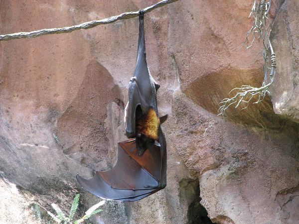 A bat sleeping upside down.