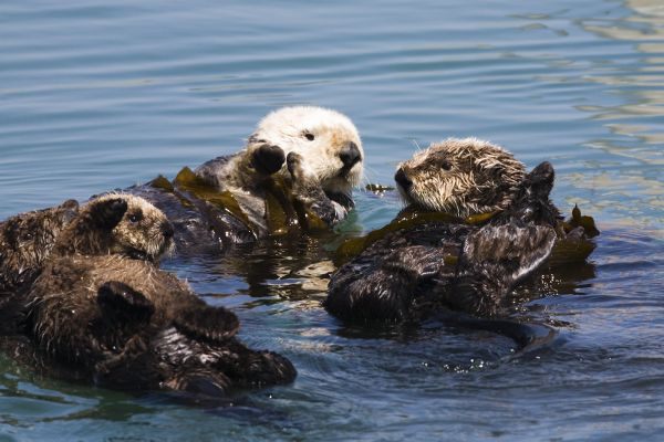 Sea otters floating on their backs in the ocean wrapped in seaweed.