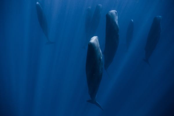 Sperm whales hang vertically while sleeping in the ocean.