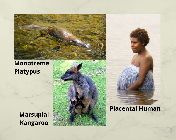 A monotreme platypus, a marsupial kangaroo and a placental pregnant woman.
