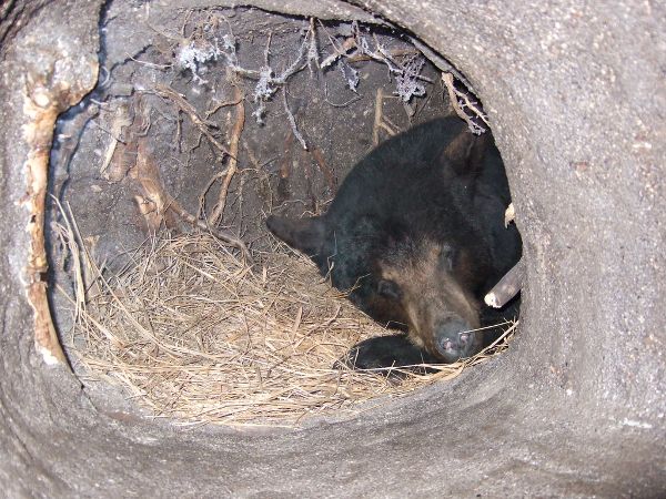 A bear sleeping in a den.