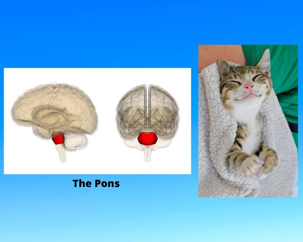 Una vista desde el frente y el costado, mostrando un dibujo del cerebro con los pons en rojo. Junto al dibujo se muestra un gato sonriente recostado mientras está envuelto en una manta.