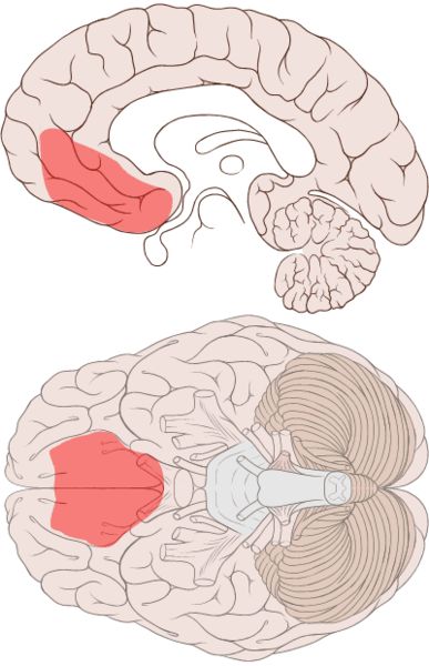 Vista de sección media e inferior del cerebro con corteza prefrontal ventromedial en naranja.