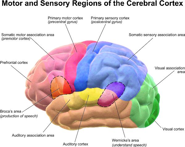 Surface view of the side of the brain with motor and sensory regions in different colors.