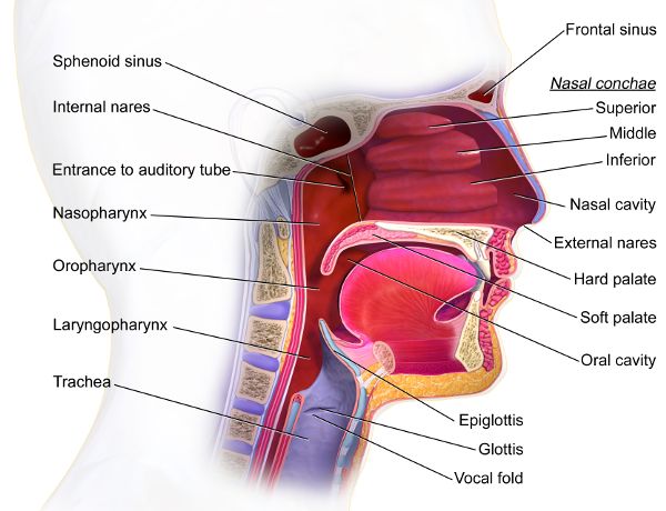 Vista de sección media de la cavidad nasal, cavidad oral y garganta.