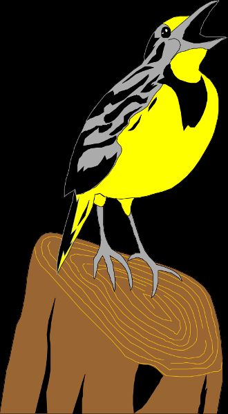 A drawing of a meadowlark.