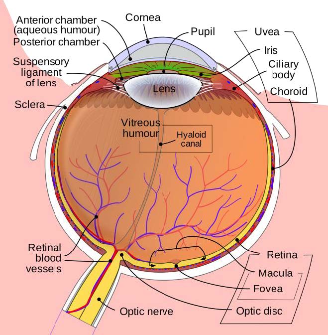 Interior of the Human Eye