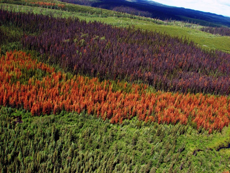 Figure 2. Interior British Columbia lodgepole pine forest affected by mountain pine beetle.