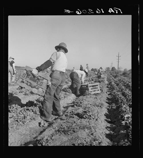 Filipinx farm laborers working on a lettuce field