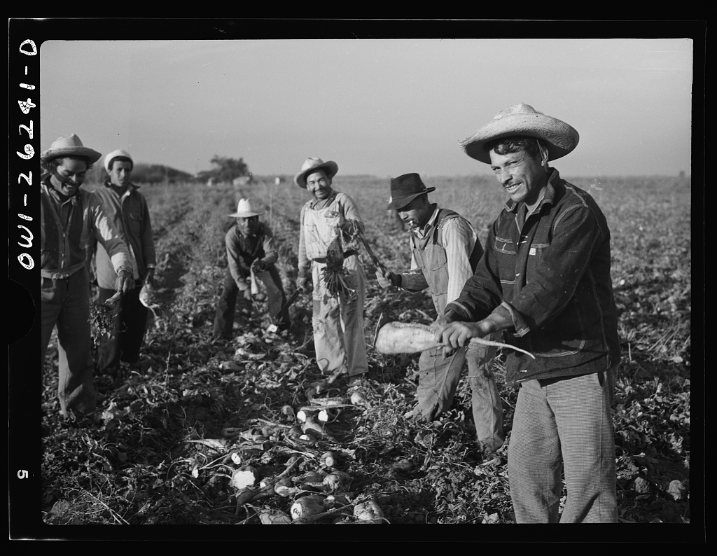 Mexican farm workers topping sugar beets
