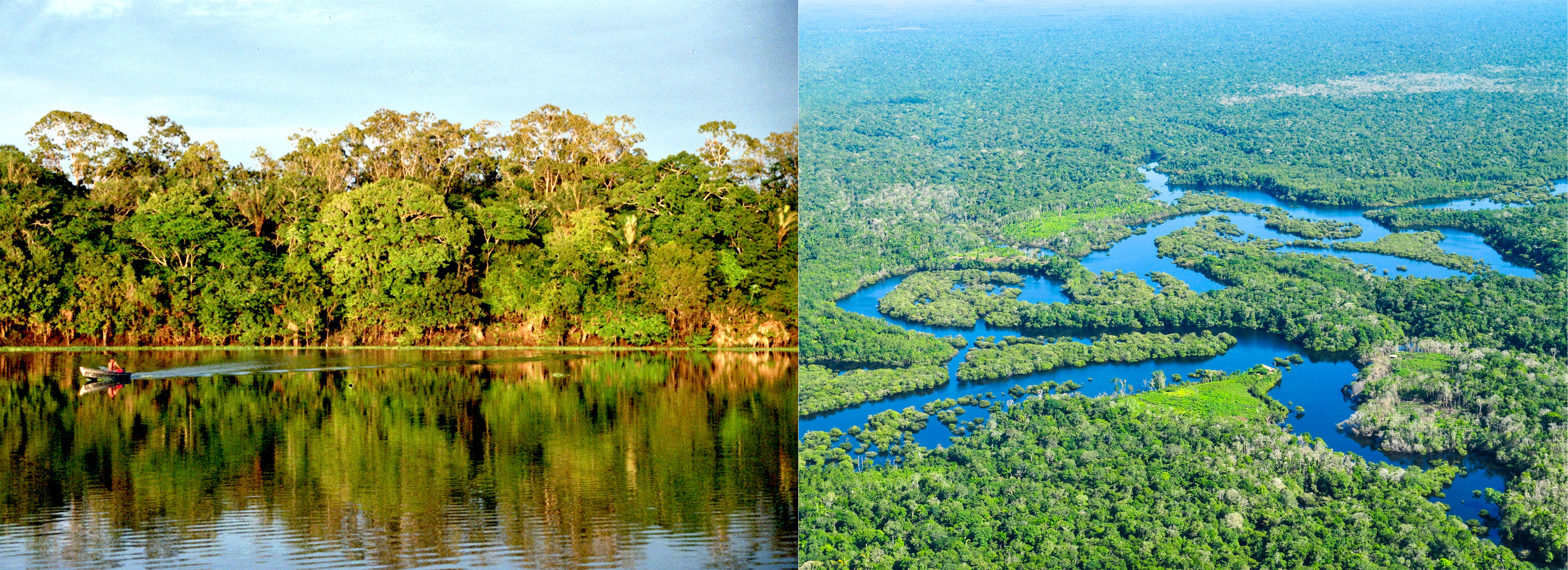 Tropical vegetation reflecting on the Amazon River; lush green vegetation among a wet river environment 