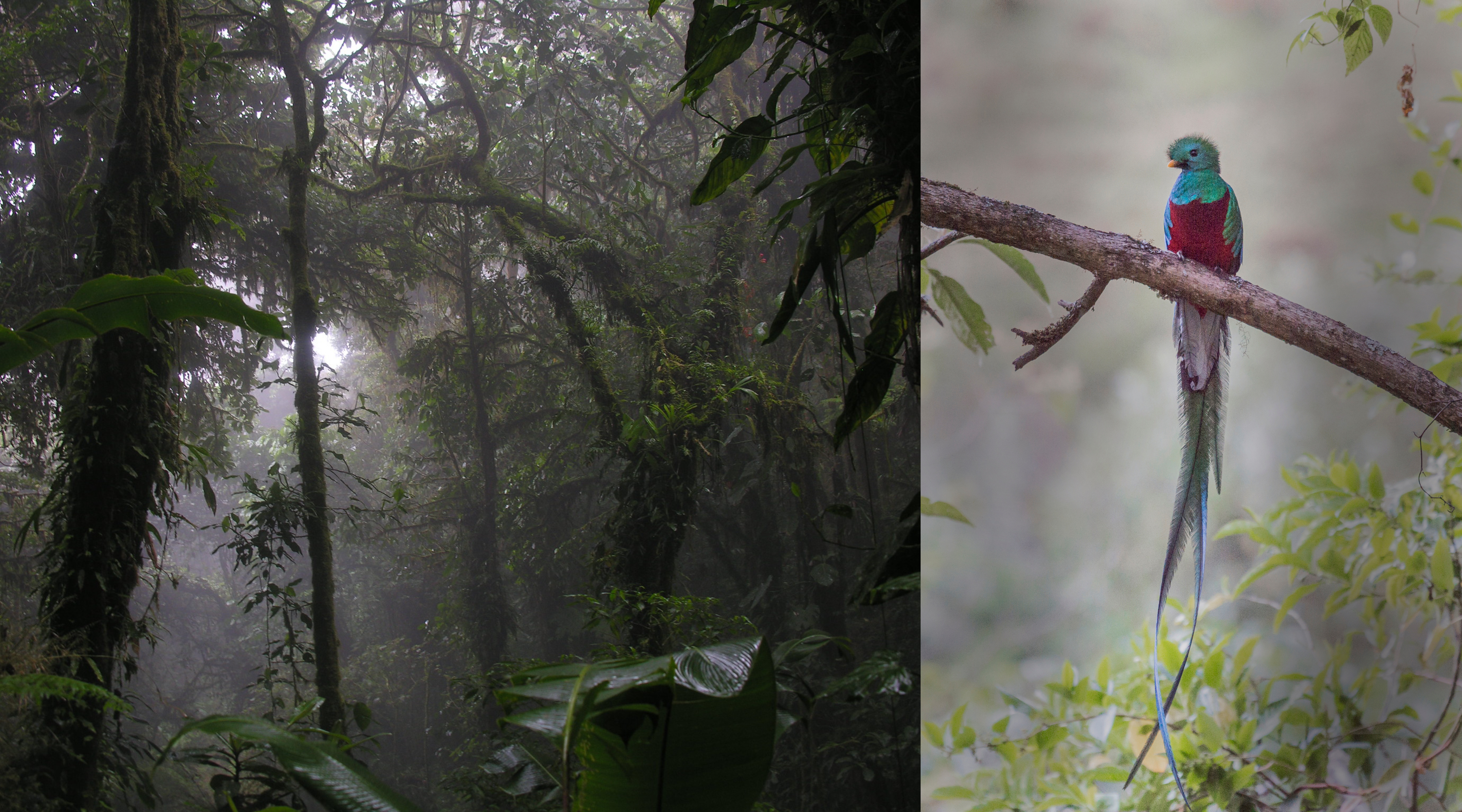 Trees and the quetzal under the mist of a Costa Rican forest 